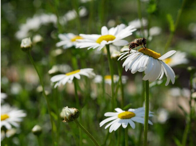 Blumenwiese-mit-Biene – 1
